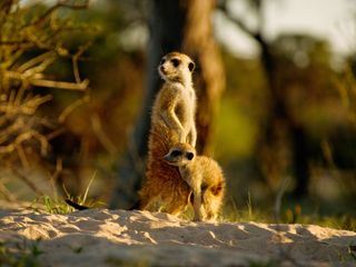 Kalahari - Gesetz der Wildnis