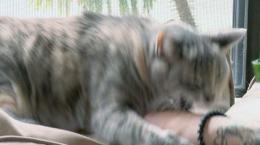 Der Katzenfluesterer