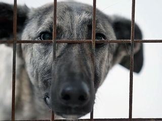 Re: Die Qualen der spanischen Windhunde