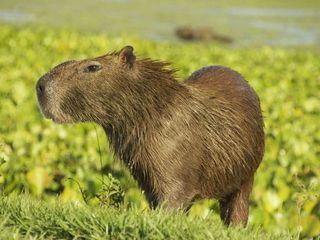 Wildes Lateinamerika