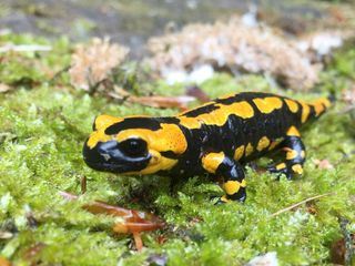 NaturNah: Die Retter der Salamander