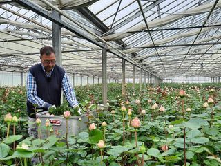 Millionen Blumen zum Muttertag
