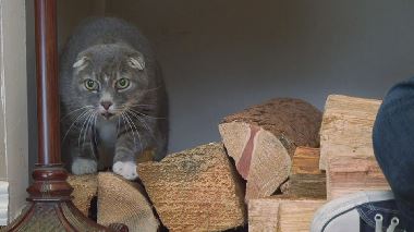 Der Katzenfluesterer