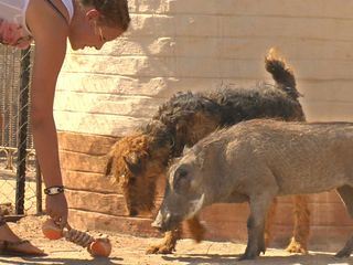 Das Waisenhaus fuer wilde Tiere