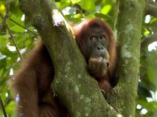 Gober - eine Orang-Utangeschichte