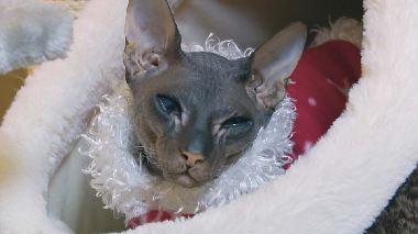 Der Katzenfluesterer Der Katzenfluesterer