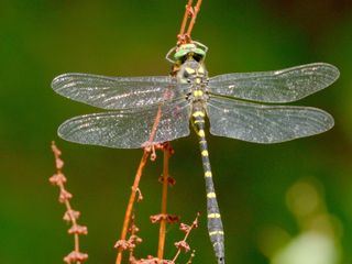 Das Geheimnis der Au