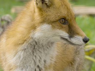 Willkommen in der Nachbarschaft - Wilde Tiere in der Stadt