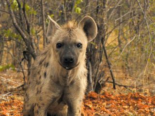 Das Waisenhaus fuer wilde Tiere