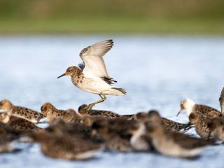 Szabolcs Kókay: Birdwatcher und Vogelmaler