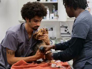 Die Tieraerzte von Houston