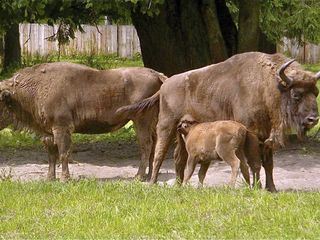 Europas Urwaelder: Bialowieza - Heimat der Wisente