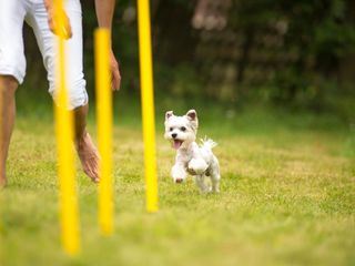 hundkatzemaus