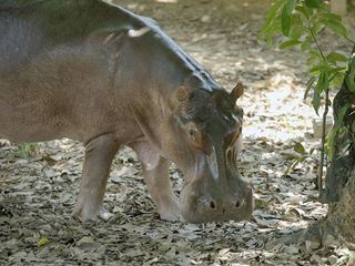 Escobars Erbe: Kolumbiens Kokain-Hippos