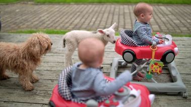 Hem till bondgården