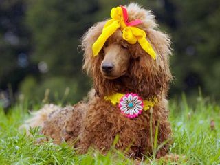 Racko - Ein Hund fuer alle Faelle