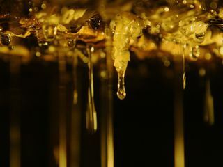 Die Bienenfluesterer