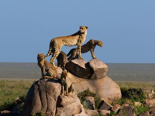 Afrikas Ikonen der Tierwelt