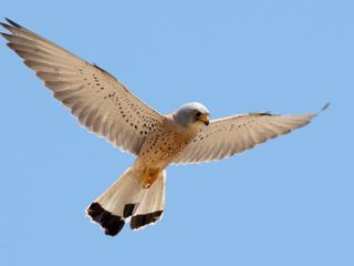 Griechenland - Herrscher der Luefte Griechenland - Herrscher der Luefte