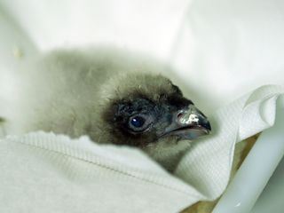 Bartgeier - Die Knochenfresser kommen