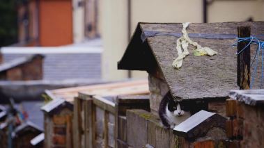 Die Albtraum(ver)mieter