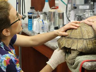 Dr. Ks tierische Notaufnahme