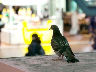 Tauben in der Grossstadt Tauben in der Grossstadt