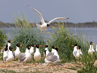 Das Donaudelta - Paradies am Schwarzen Meer