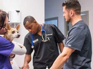 Die Tieraerzte von Houston