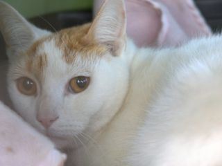 Der unglaubliche Dr. Pol