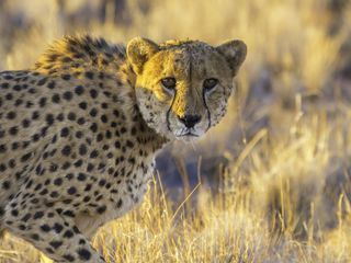 Animal Mysteries - Unglaubliches Tierverhalten