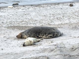 Anna und die wilden Tiere