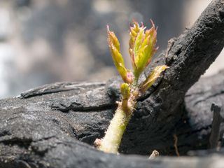 Asche und Wiedergeburt, in Spaniens Waeldern