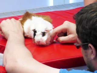 Hautnah: Die Tierklinik