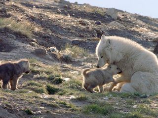 Polarwoelfe