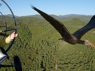 Der Waldrapp - Zugvogel im Aufwind