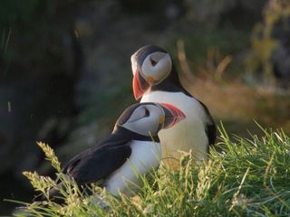 Islands Papageitaucher - Geliebt und gefaehrdet