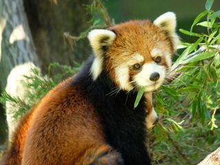 Bronx Zoo - Tierpark der Superlative