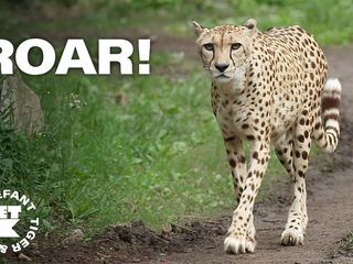 Elefant, Tiger & Kids: Zoo-Praktikum backstage