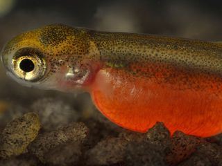 Kamtschatka - Im Bann der roten Fische