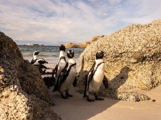 Die geheimnisvolle Welt der Pinguine