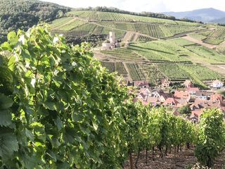 Crémant, der feine Elsaesser zum Fest