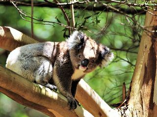 Die Great Ocean Road - Australiens schoenste Kuestenstrasse