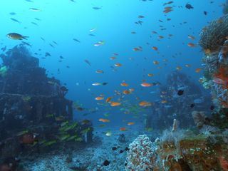 Into the Blue - Indonesiens Unterwasserparadiese 