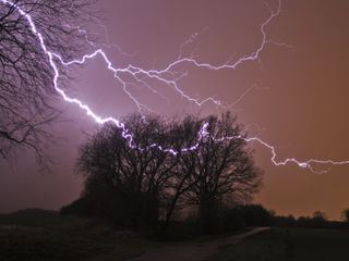 Tempête !: Les animaux dans la tourmente