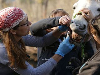 Die Yukon-Tieraerztin