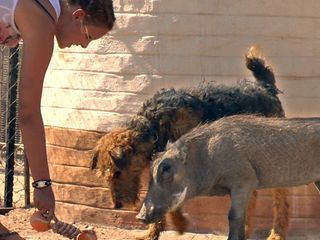 Das Waisenhaus fuer wilde Tiere
