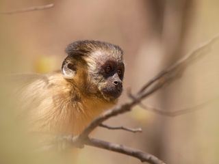 Tierkinder der Wildnis