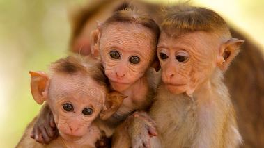 Vaerldens natur: Sri Lanka