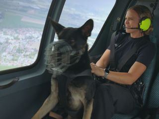 Animal Takeoff